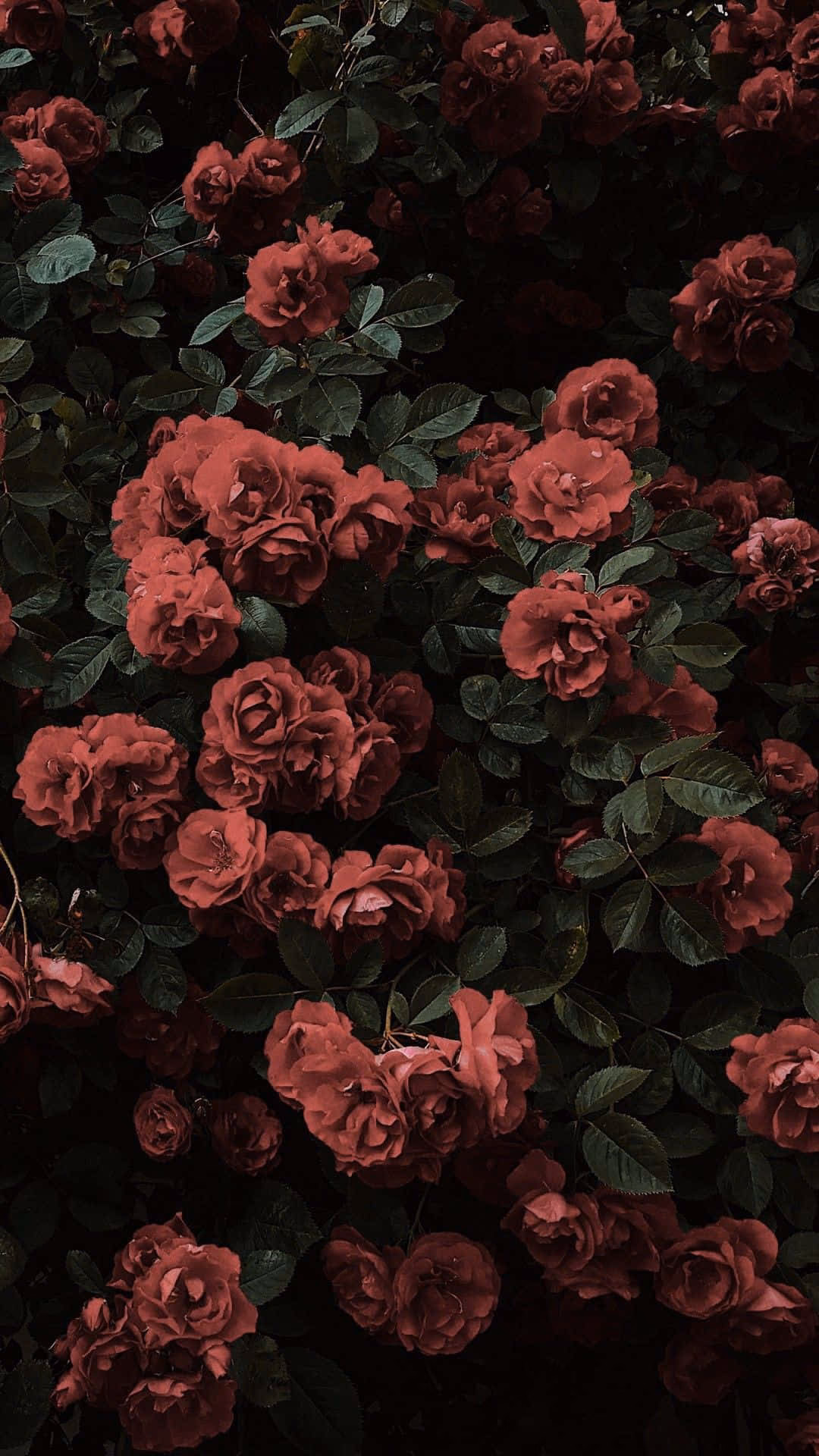 How many aesthetic Tumblr iPhone wallpapers are there?