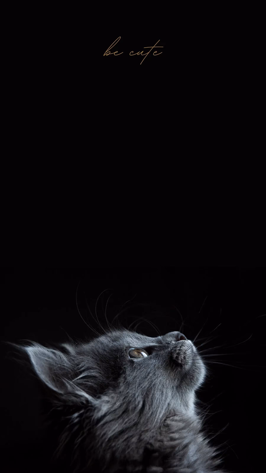 Why should you choose a cat iPhone wallpaper?