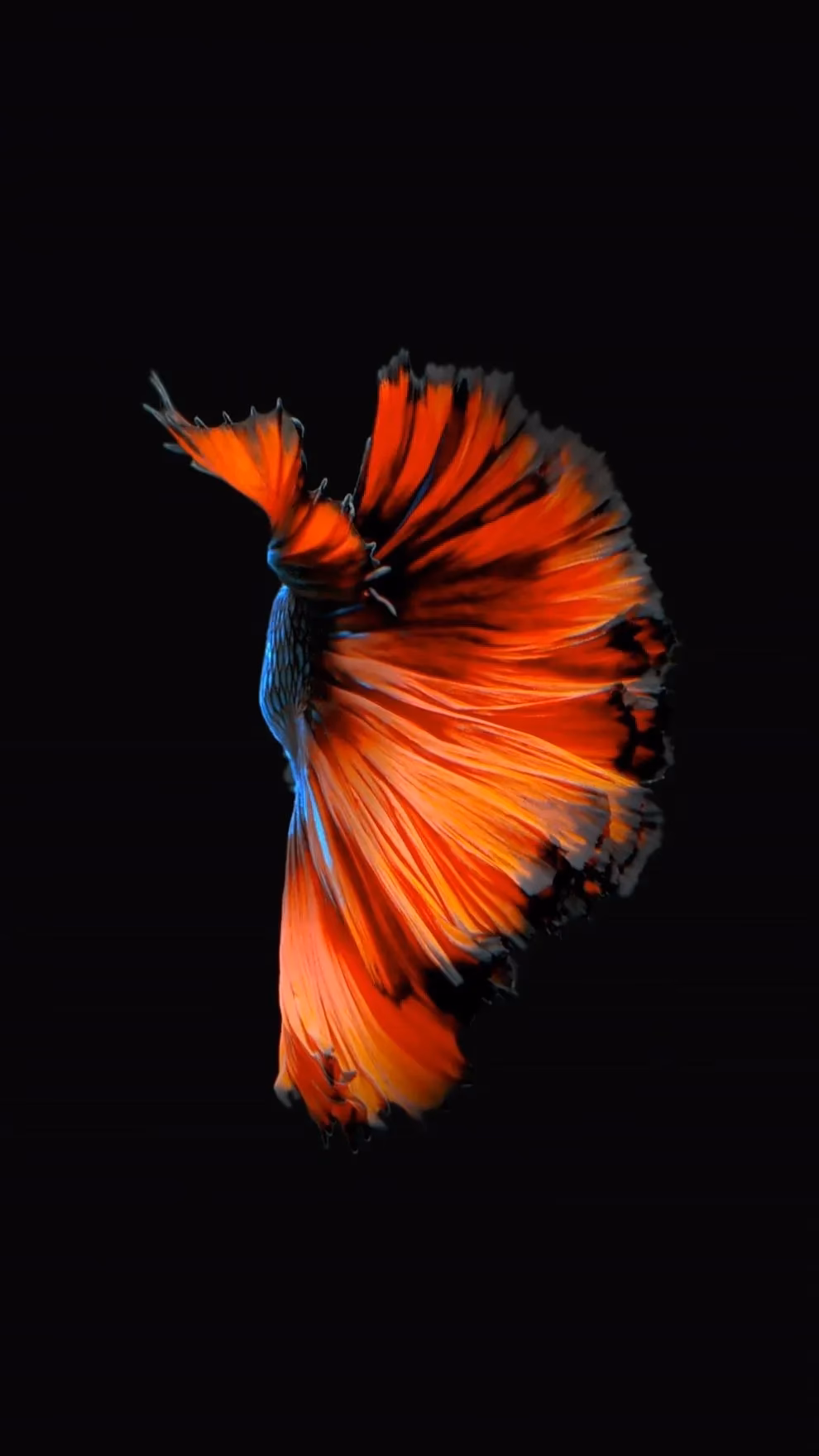 How do I set a live aquarium wallpaper?