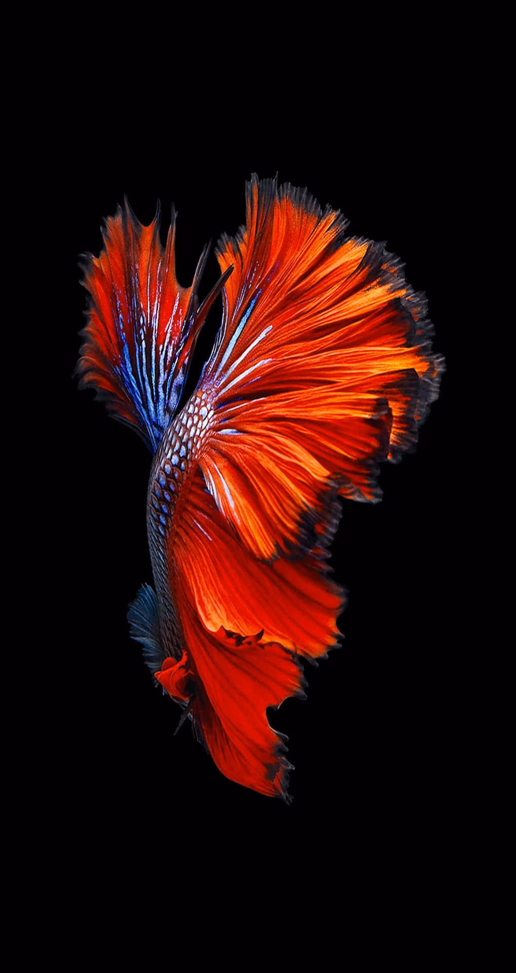 How many iPhone 6S wallpapers are there?