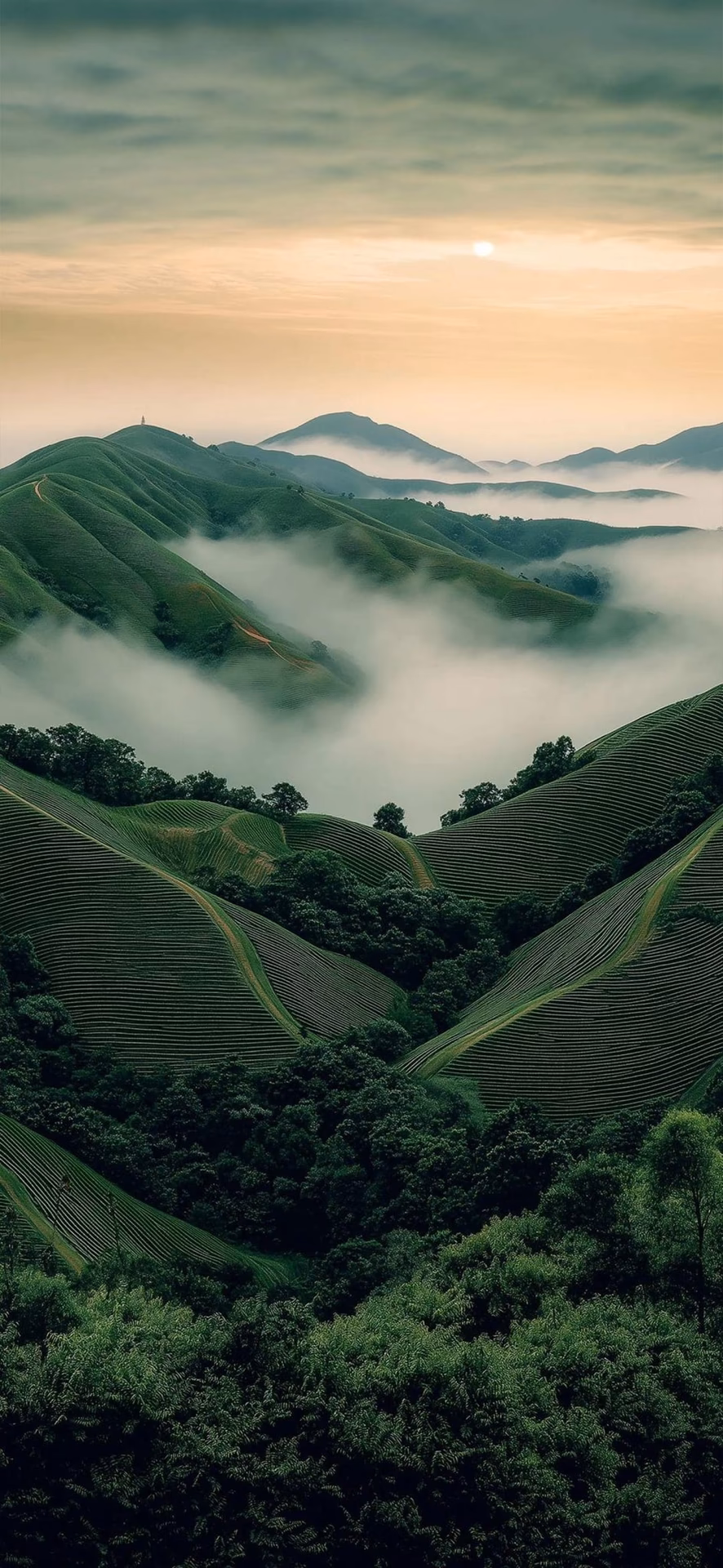 How many iPhone nature wallpapers are there?